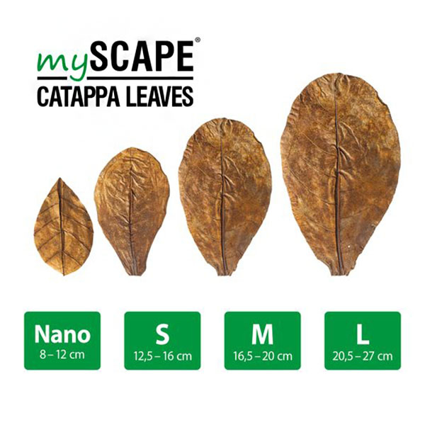 ARKA myScape Catappa Leaves / Seemandelbaumblätter